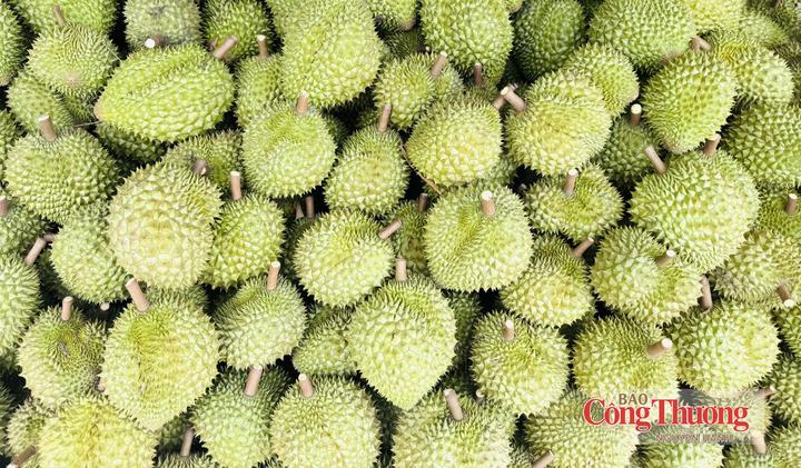 Sầu riêng Đắk Lắk.