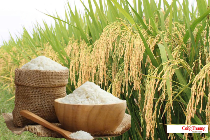 Giá lúa gạo hôm nay ngày 3/9/2026: Lúa tươi đồng loạt giảm.