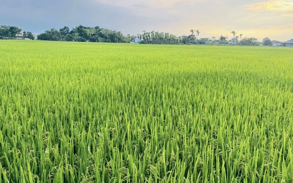 Nguồn lực tài chính cho chuyển đổi xanh vùng Đồng bằng sông Cửu Long