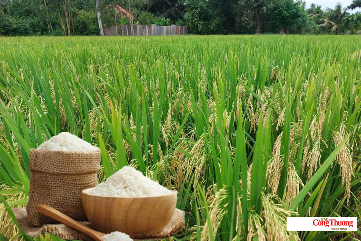 Giá lúa gạo hôm nay ngày 17/9/2026: Gạo xuất khẩu biến động.