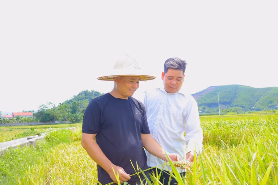 Mô hình trồng thí điểm giống lúa lai Thái Xuyên tại Yên Sơn. 1790559573364-135913612231305254-7986917886013911571-d9c27e98774114b9ee4e9cdd867e2af1.jpg