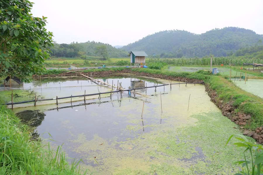 Mô hình nuôi ốc nhồi của các hộ dân tại khu Bãi, khu Đồi và khu Tân mang lại giá trị kinh tế cao cho người dân - (Ảnh TL). 1790559533555-135913612231305254-7986917886013911571-ae8dca4b974579a9990cc16206d67dab.jpg