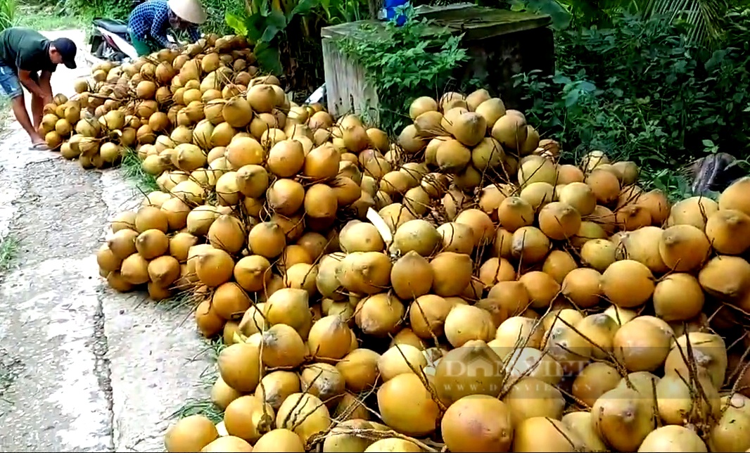 Giá nông sản hôm nay ngày 9/5: Dừa xiêm ở Tiền Giang khan hàng; Giá cà phê Robusta tăng trở lại