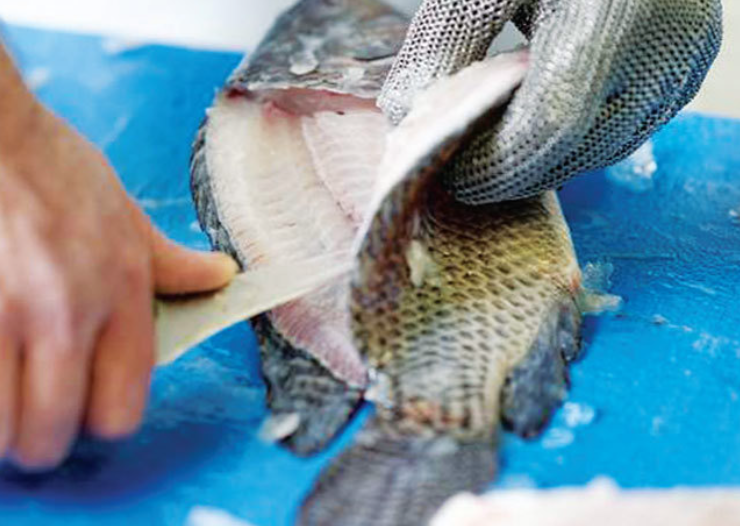 8 tháng năm 2025, cá rô phi chiếm ưu thế với 52 triệu USD, tăng “bứt phá” 359%